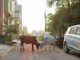Chhattisgarh preparing to leave stray cattle in government offices, BJP gave ultimatum to Baghel government