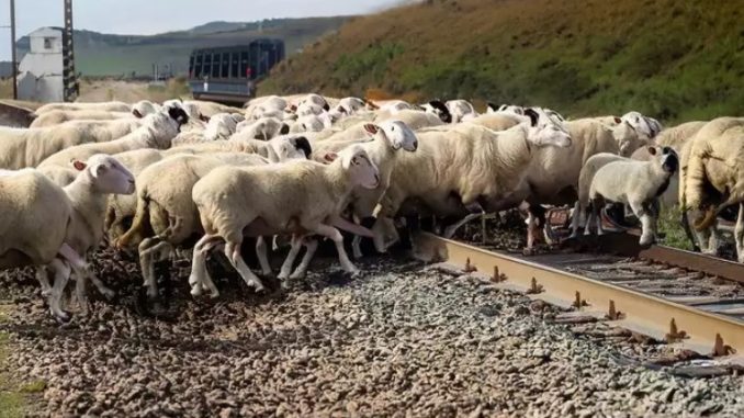 200 sheep passing near the tracks were cut by the train, sheep herder also died while trying to save them.