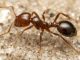 These ants are one of the 'world's most aggressive species', now they are going to attack this country, there will be a stir!