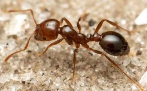 These ants are one of the 'world's most aggressive species', now they are going to attack this country, there will be a stir!