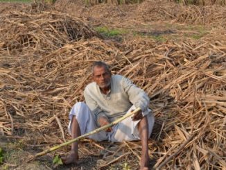 Muzaffarnagar: Not one yard of land on sharing, become sugarcane farmer of 1400 bighas