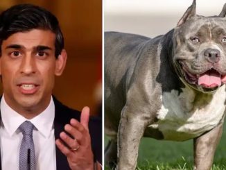 This dog of American breed is dangerous, British PM Rishi Sunak banned it