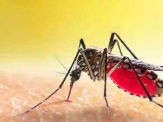 The people of Uttarakhand are suffering from the sting of dengue, the government is alert about the increasing cases.