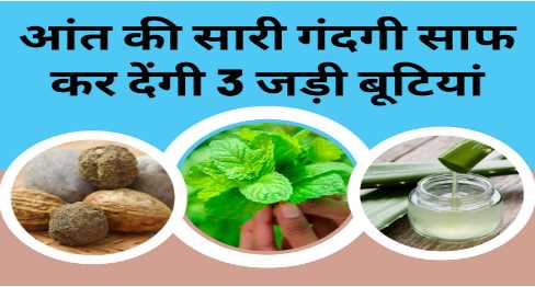 3 herbs will clean all the dirt from the intestine and remove it, the risk of hundreds of diseases will reduce.