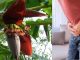 Not only banana, its flower is also amazing..! 7 problems of men will be eliminated; Know how to use