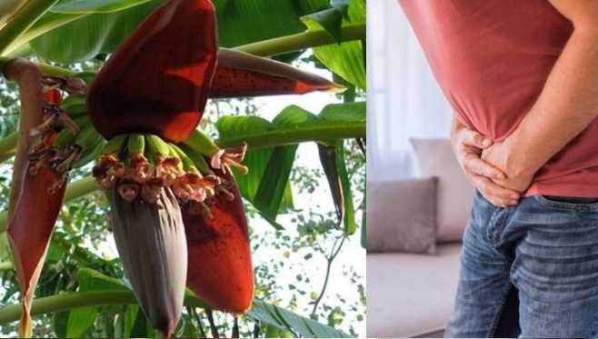 Not only banana, its flower is also amazing..! 7 problems of men will be eliminated; Know how to use