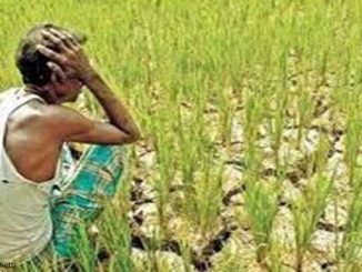 Danger of drought looms in 16 districts of Chhattisgarh, 22 percent less rainfall so far