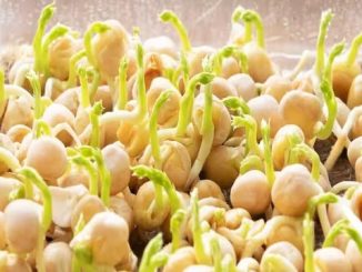 Do not eat these five things even after eating sprouted gram, know here