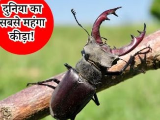 The cost of this insect is 74 lakh rupees, if you find it anywhere, catch it immediately, luck will shine!