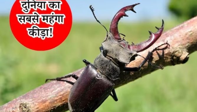 The cost of this insect is 74 lakh rupees, if you find it anywhere, catch it immediately, luck will shine!