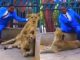 A man jumped into the cage of lions to show that 'God protects him', what happened next... will give you goosebumps!