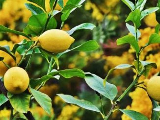 Income of Rs 3 lakh from just 10 lemon trees, how does this farmer earn so much?