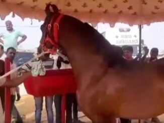 Horse worth Rs 7 crore reached Pushkar fair, know what is its diet