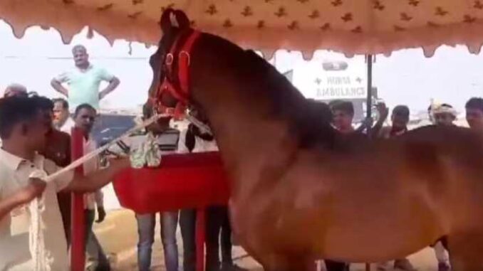 Horse worth Rs 7 crore reached Pushkar fair, know what is its diet