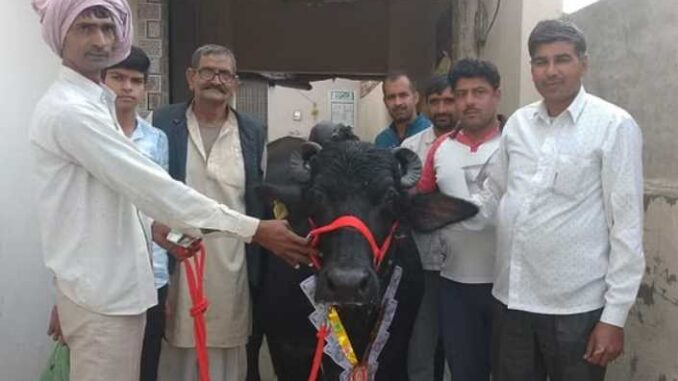 Murrah breed buffalo sold for Rs 4.60 lakh in Haryana, sent off with a garland of currency notes