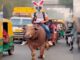 The boy went out on the road sitting on a bull, wearing a helmet on his head