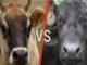 Cow or buffalo? Whose milk is more beneficial, you will be surprised to know the difference