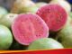 Pink guava is no less than a treasure for diabetic patients, know its other benefits.