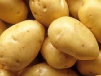 Potato Side Effect: The hobby of eating too much potato will ruin it, these 5 major harms will occur to health.