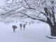 Weather will change in Himachal from tonight, orange alert of heavy rain and snowfall for two days in eight districts.
