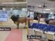 Bull entered SBI Bank in broad daylight, spread terror by roaming around