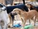In Madhya Pradesh, a five-year-old innocent boy was once again made a victim by stray dogs, biting and injuring him.