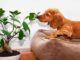If you have a dog in the house, do not plant these 4 plants at all, your pet may fall ill.