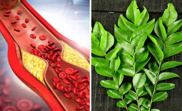 These 5 green leaves will melt the bad cholesterol deposited in the veins and turn it into water, it has the effect of medicine.