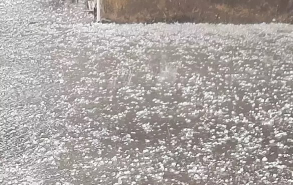 The weather took a turn in Rajasthan! Hail fell along with rain in Bhiwadi, farmer's crop got spoiled