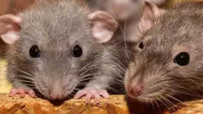Scary disease spreading due to rats in Madhya Pradesh, liver and kidney getting affected, 2 dead