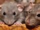 Scary disease spreading due to rats in Madhya Pradesh, liver and kidney getting affected, 2 dead