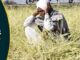Madhya Pradesh's Sharbati wheat hit by hail, dark clouds over the supply, up to 80 percent crop damaged due to hailstorm