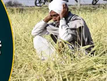 Madhya Pradesh's Sharbati wheat hit by hail, dark clouds over the supply, up to 80 percent crop damaged due to hailstorm