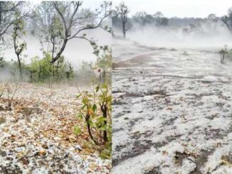 Weather changed in Chhattisgarh, heavy hailstorm with strong winds; Damage to mango and litchi