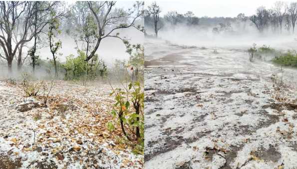 Weather changed in Chhattisgarh, heavy hailstorm with strong winds; Damage to mango and litchi