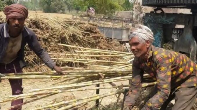 Muzaffarnagar: Sugarcane crisis begins in crushers and sugar mills