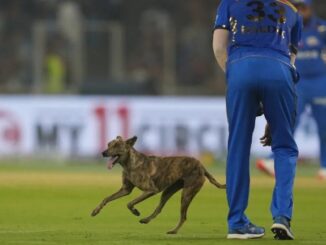 Dog looted the concert in Ahmedabad stadium, dodged Hardik Pandya and ran away