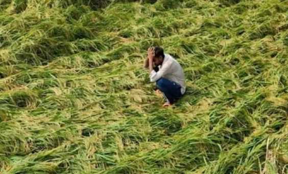 Farmers troubled by unseasonal rain in Chhattisgarh, crops damaged, government announces compensation