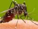 Mosquitoes become election issue in Madhya Pradesh, Congress and BJP face to face