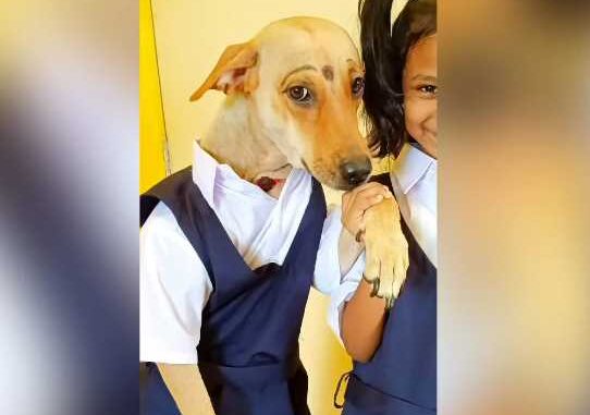 Dog walks with girl to school wearing school uniform, people can't believe it after watching the video