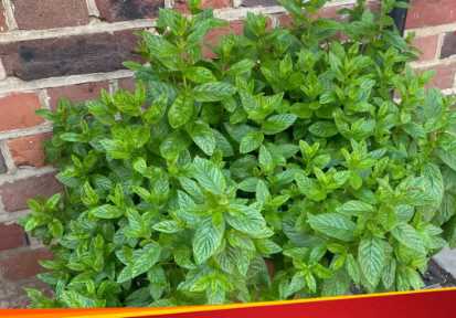 Grow mint in a pot at home with these easy tips, there will be no need to buy it from the market again and again.