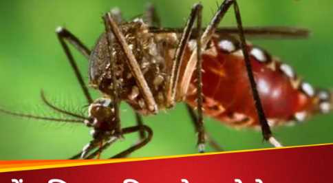 Dengue and chikungunya patients are increasing rapidly, health department issued alert; Know the method of prevention
