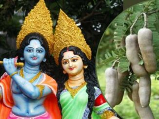 Due to the curse of Radha Rani, fruits do not ripen on this tree even today, read interesting story