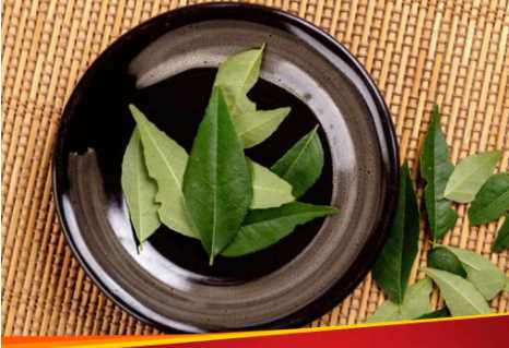 Curry Leaves Water: Is drinking curry leaves water beneficial or harmful? Know how it can affect your health