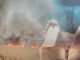 Massive fire breaks out in wheat field in Haryana, farmer dies while trying to save crop