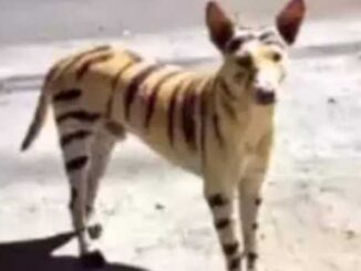 The dog was painted into a 'tiger', people did not come out of the house; When the truth came out...