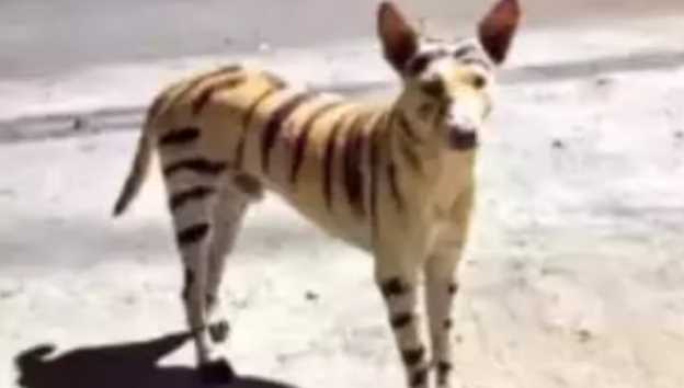 The dog was painted into a 'tiger', people did not come out of the house; When the truth came out...