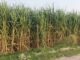 Muzaffarnagar: Jaggery production affected due to reduced sugarcane production.