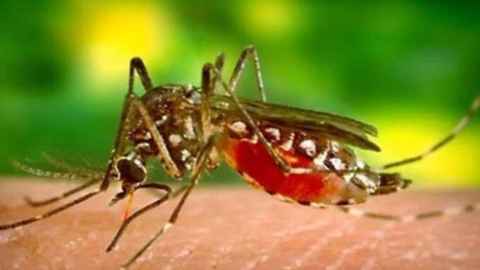 Dengue is gaining momentum in Haryana: Dengue cases found, health department on alert