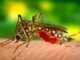 Dengue is gaining momentum in Haryana: Dengue cases found, health department on alert